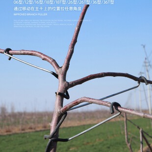 果树拉枝定型器别枝器苹果树拉钩樱桃树拉枝带防护套管树枝厂家批-阿里巴巴