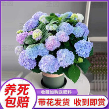 С�网���������ļ��_���҃�ֲ�ﻨ���̨���B��o�M���Ϙ�