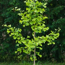 yӘ׹ͥԺռؾGľе~yӴСϱNֲ