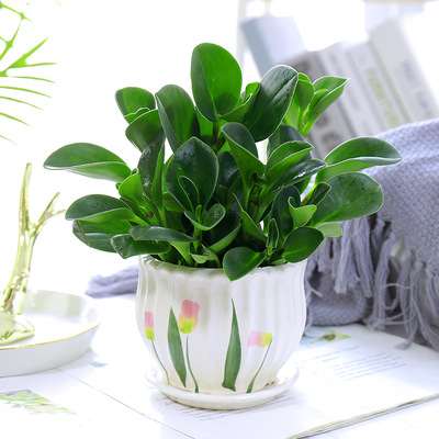 재스퍼 [튤립 세라믹 세면대]