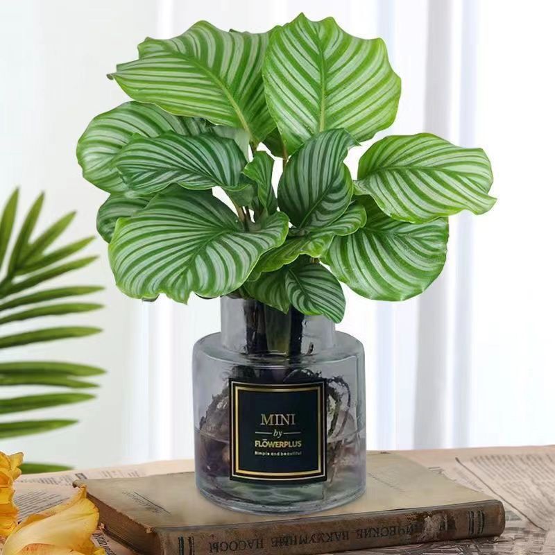 Hydroponic Green Apple Indoor Living Room Green Plants and Flowers to Attract Wealth Potted Office Desktop Water-Cultured Caladium Clearance Easy to Maintain