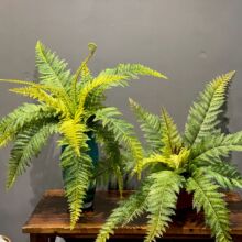 ��˹�ݷ��滨15�~ާ�ݲ廨��ֲ֦��쾰�bپGֲ�@ˇ���W�L