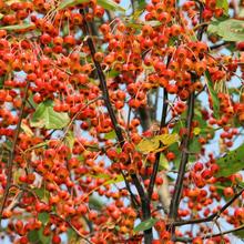 八棱海棠种子甜茶种子山丁子种籽嫁接苹果树砧木西府海棠垂丝海棠
