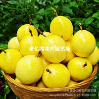 Саженцы маракуйи Qinmi No.9, привитые чистой сладкой Золотой гуавой 100 вкусов, саженцы маракуйи Vimi продолжают плодоношения в течение четырех сезонов