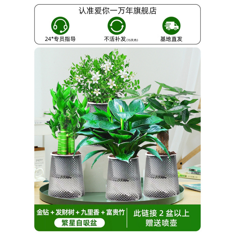 황금 다이아몬드 + 돈나무 + 구리향 + 행운의 대나무(별 4개) + 무료 물뿌리개