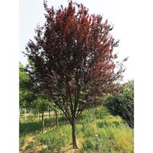 紫叶李子树苗工程果树苗红叶李别墅庭院地栽耐寒植物好养活 花卉