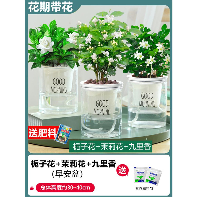 [특가] 구리향 + 치자나무 + 자스민(좋은 아침 대야) + 비료