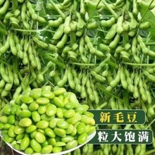 毛豆新鲜带壳现摘应季青豆豆荚鲜嫩农家豆角豆子当季蔬菜包邮整箱