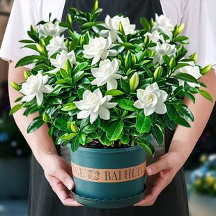 Large Potted Flower Buds with Strong Fragrance Gardenia Potted Four-Season Flower Purifying Plant Air Evergreen Formaldehyde Amazon