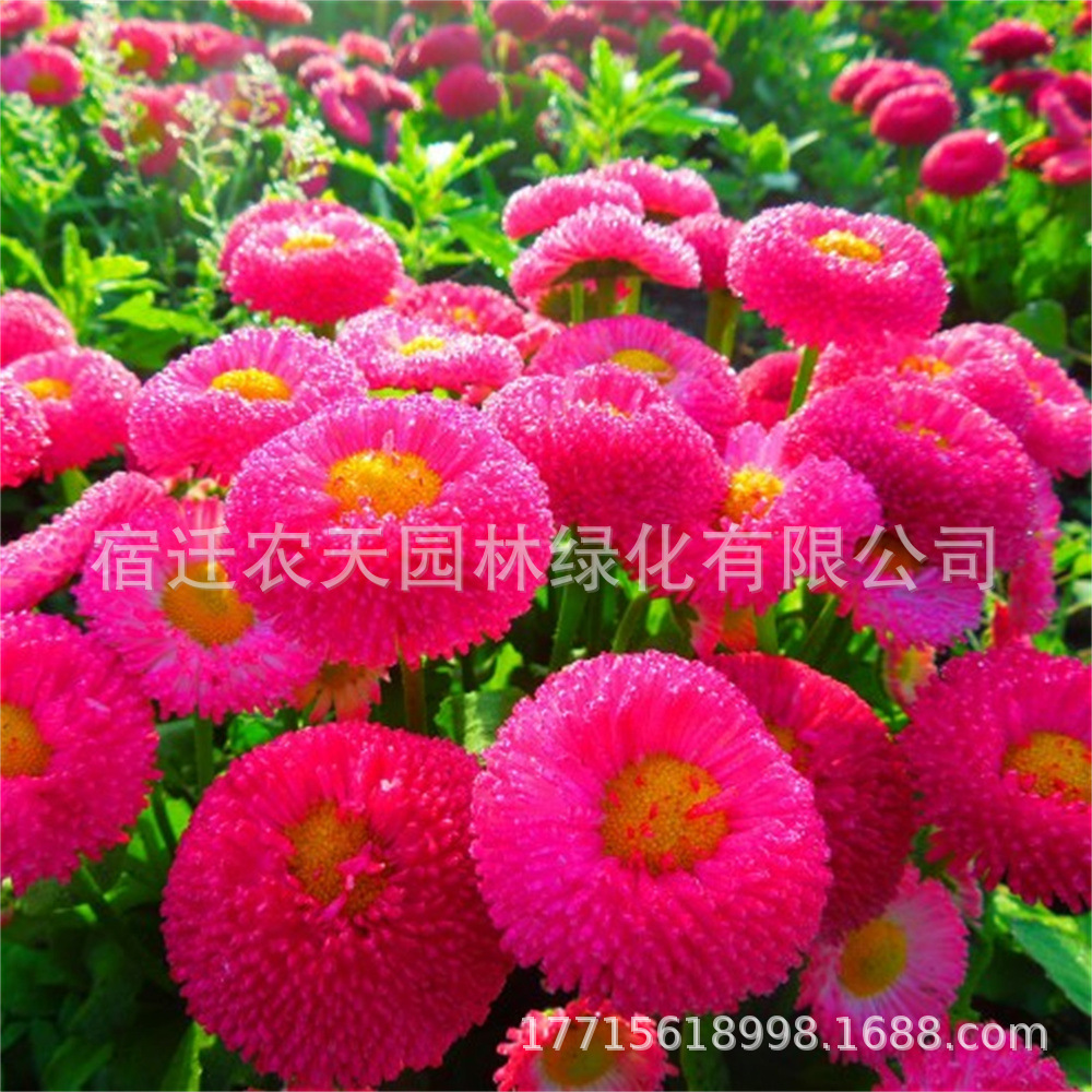 一件批发多款不重复四季易种花种子花开不断懒人组合花盆栽花卉植