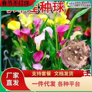 һ�����l��ɫ�R��ɏ�N�������M������������҃�����ٺ��ļ��_��