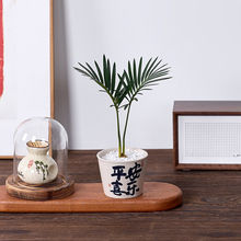 铁树宝宝盆栽迷你绿植桌面办公室茶桌盆景好养客厅植物四季常青