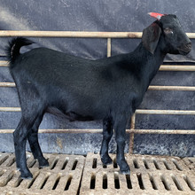 现货出售活体黑山羊 黑山羊养殖场 黑山羊养殖