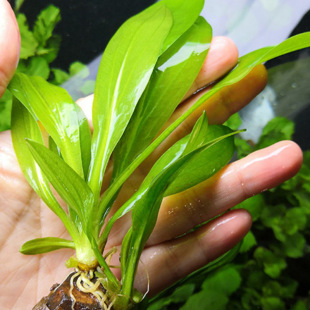 Nursery Supplies Aquatic Plants for Indoor Water Body Greening, Crown Grass Seedlings, Amazon Sword Grass, Crown Grass, Large Aquatic Plants