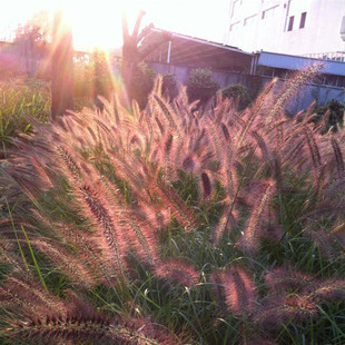 Purple Spike Pennisetum Seeds Ornamental Pennisetum Seeds All Year Round Pennisetum Seeds Courtyard Outdoor Slope Protection Flower Sea Beautification