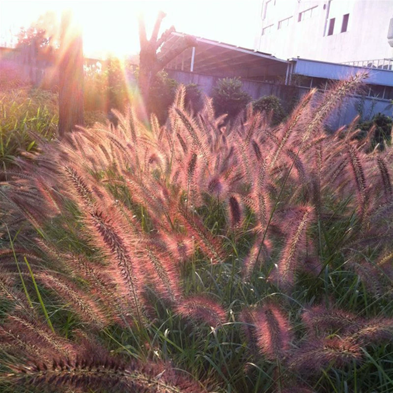 Pennisetum Семена Декоративные Pennisetum семена четыре сезона Setaria семена двор открытый склон защита цветок море Благоустройство
