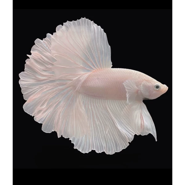 A -level bait pink white+fish food