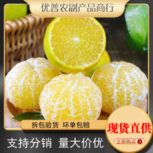广西武鸣皇帝柑现摘9斤装当季新鲜水果贡柑桔皇帝柑橘薄