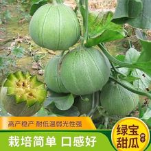 超甜绿宝石甜瓜薄皮香瓜冰糖春季脆瓜香瓜籽水果