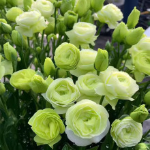 ۹ذлNӶ޸̨ļܷNӽ۹ݱN