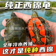西锦龟深水龟小乌龟活体陪伴宠物可以混养掌柜爆款推荐 包活到家