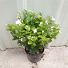 White street jasmine tea, flowerpot four seasons for gazebo, plant lamp