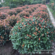 ֱNt~ʯ t~ʯ G L е r񃞻