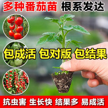 �}Ů���緬�����t���߲������簫�������S���������������Ϸ�����