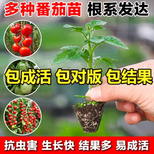 �}Ů���緬�����t���߲������簫�������S���������������Ϸ�����