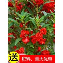 重瓣凤仙花籽花苗指甲花染指甲草种籽学生实验套装花种子易活四季