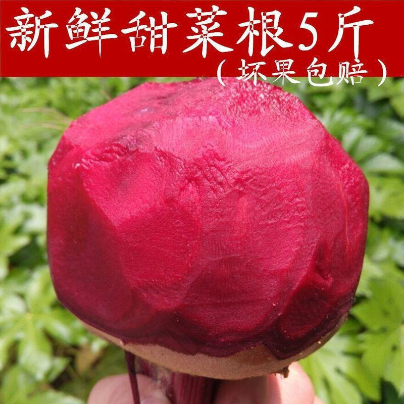 2024 Fresh Beetroot 2.5kg Yishun Kang Fresh Freshly Dug Beets, Seaweed, Red Beets, Farm Vegetables 2024 Fresh Beetroot 2.5kg Yishun Kang Fresh Freshly Dug Beets, Seaweed, Red Beets, Farm Vegetables