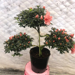 �������������҃��ļ����Ա����r���ٺ�С�Ҽt���Ҽt����������N