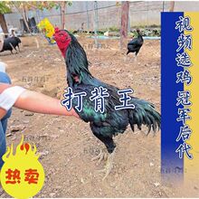 ���N��̖�����u����Խ�ϻ����ԭ���궷�u̩�������wɳ��һ���u