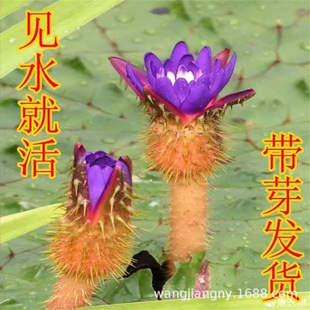 �s���u�^���N���͌��� �u�^�ѷN�� �u�^���u�^�׷N ˮ��ֲ��Gֲ