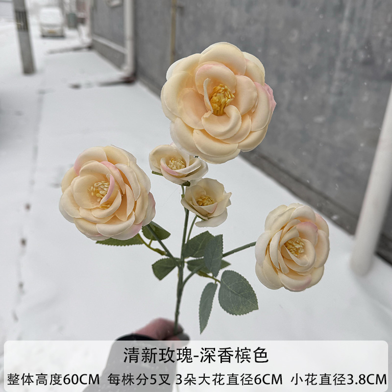 다크 샴페인