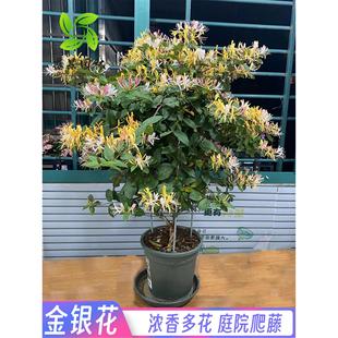 ���ٽ��y������ș�����Լt���y�����̨ͥԺ�G�������ͺ����L����