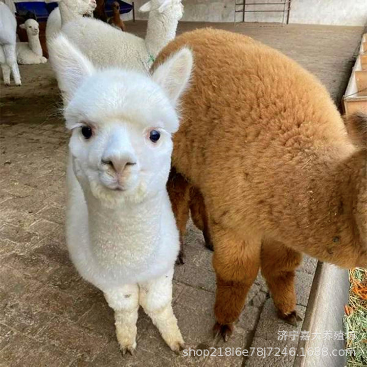 acc1f885f3fbb8815dc67d7db31340