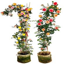 �ɻ����һ�lͥԺ�ļ��_�������������Ϙ��I�Ե��̨�¼��Nޱ����