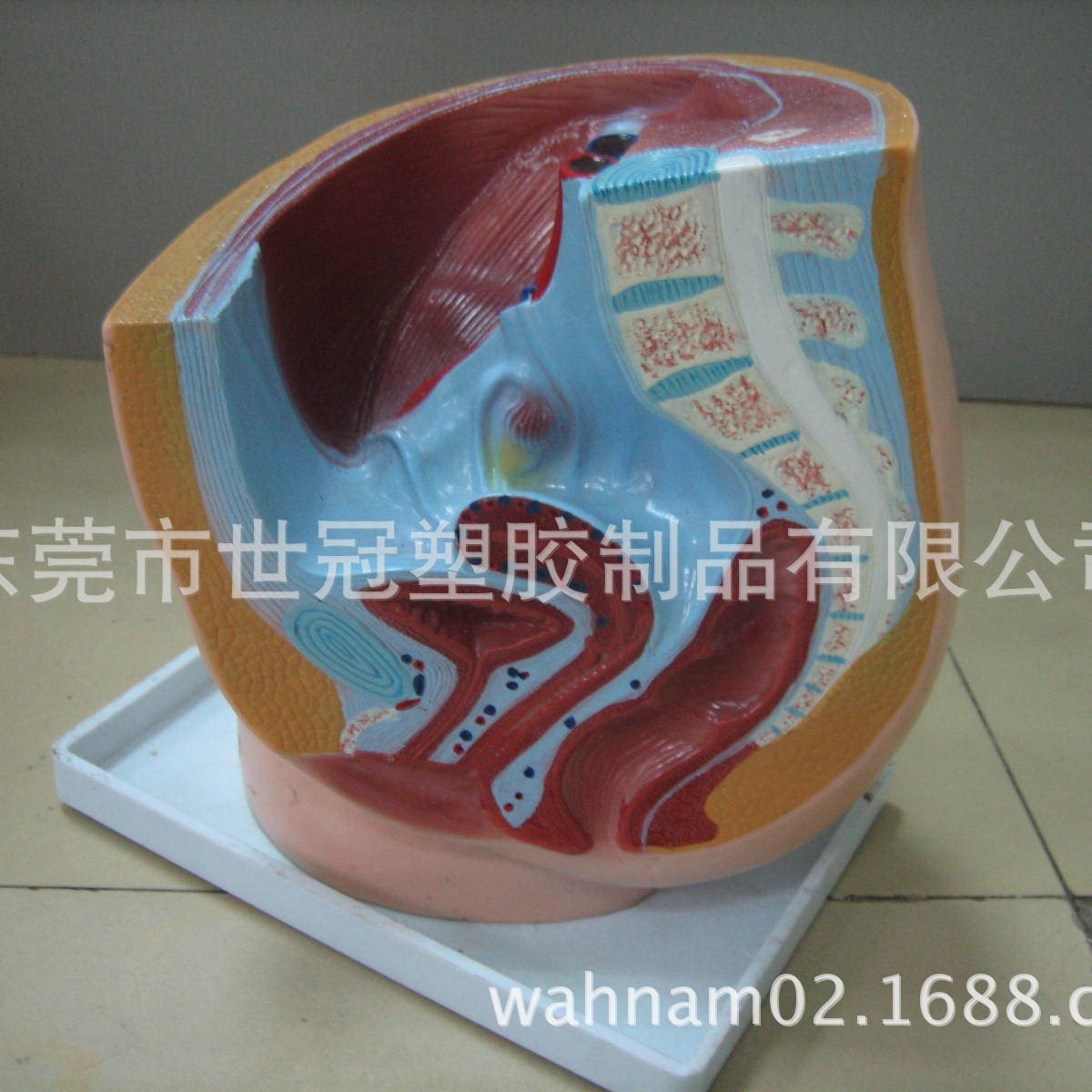 医学院教学人体展示男女盆腔模型医用搪胶模具仿真搪胶模具加工
