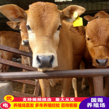 鲁西黄牛小公牛 小牛苗价格 肉牛小黄牛 肉牛犊养殖