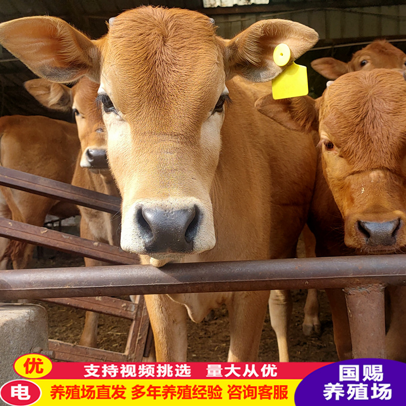 鲁西黄牛小公牛 小牛苗价格 肉牛小黄牛 肉牛犊养殖