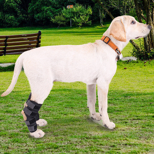 Pet sports knee pads, dog surgery recovery, joint protection, pet knee pads, pet supplies, Shenzhen factory
