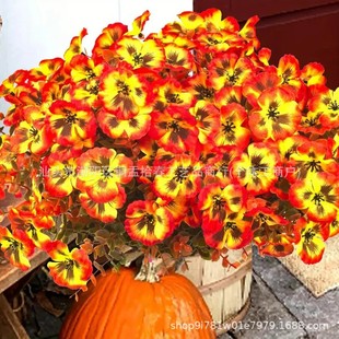 �羳�S�Ҵ��l�N���＾���⻨ ���滨�ȼ�����ɫ�������m����ٻ�