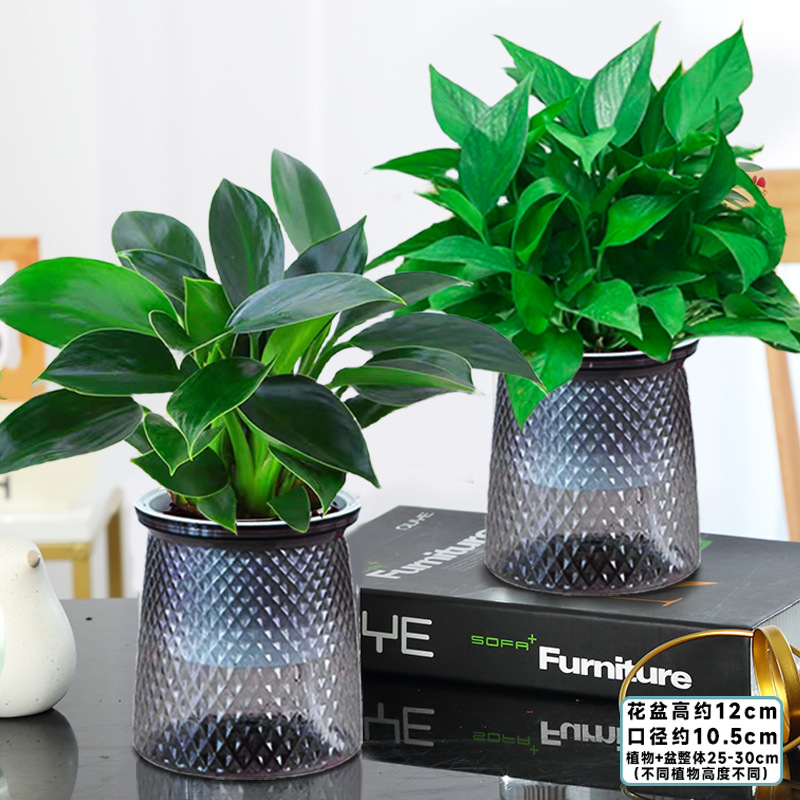 [흡입네일풀세트] 골든다이아몬드 + 포토스 [별분지] + 영양액