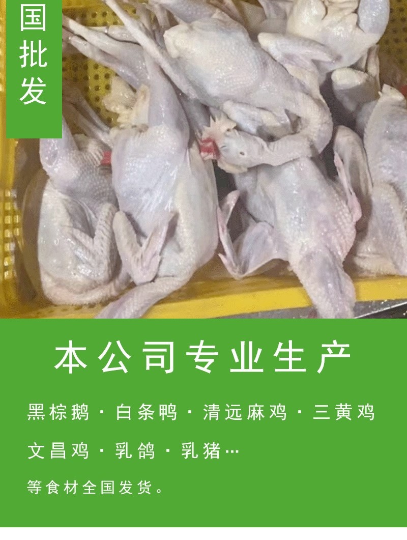 三黄鸡冷冻整鸡去内脏直腿光鸡烤鸡童子鸡炸鸡春鸡西装鸡商用-阿里巴巴