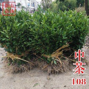 �в�108���� ��Ʒ�N����108̖�����Ƭ�G�������~������ؽ�B
