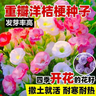 Double-Flowered Lisianthus Flower Seeds Are Sown and Bloomed in All Seasons, Easy-To-Live Flower Seeds, Balcony Courtyard Outdoor Flower Seeds