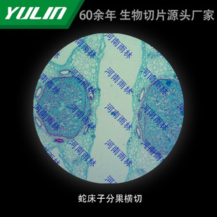 Snake Bed Fruit-sharing Cross-cut College Medical School Tissue Hospital Marble Wax Slide Specimen Microscope