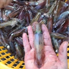 东山小管灯照小管批发量大价优袋籽海兔鱿鱼灯光鱿鱼枪鱿鱼