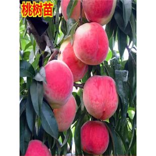 �޽������ش�������ˮ�������Ҙ������Ʒ�N�Ҙ����Ϸ������Nֲ